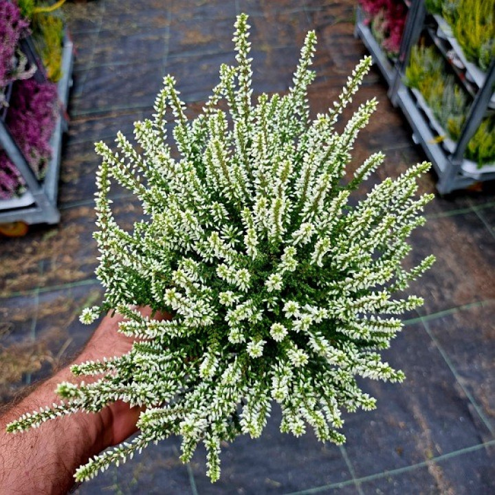 Viržis (Lot. Calluna Vulgaris) GARDEN GIRL ''BETTY''-VIRŽIAI-DAUGIAMETĖS GĖLĖS