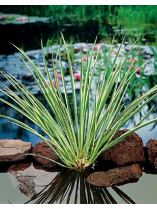 Margalapis ajeras (Lot Acorus calamus) 'Gramineus' P9-AJERAI-VANDENS IR PAKRANČIŲ AUGALAI