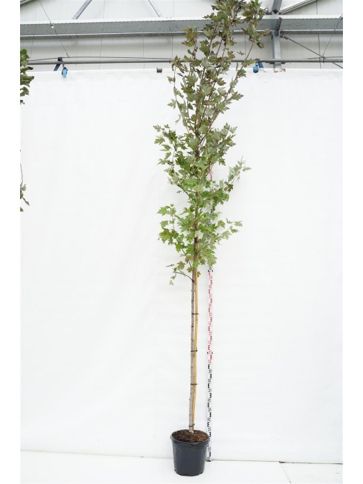 Klevas sidabruotasis (Lot Acer freem.) 'Autumn Blaze' C30 KOTO APIMTIS 10-12 CM-KLEVAI-MEDŽIAI