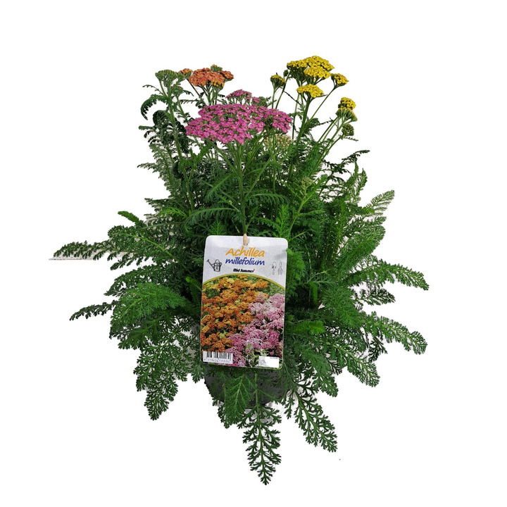 Paprastoji kraujažolė (Lot Achillea mil.) 'Tricolor' C3/P19-KRAUJAŽOLĖS-DAUGIAMETĖS GĖLĖS
