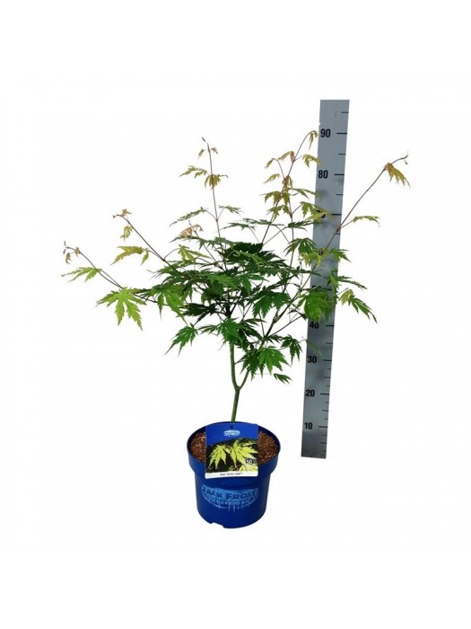 Klevas (Lot Acer) 'Arctic Jade' C5/P23 50-60 CM-KLEVAI-MEDŽIAI