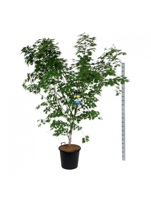 Klevas (Lot Acer) 'Arctic Jade' C55 200-225 CM-KLEVAI-MEDŽIAI