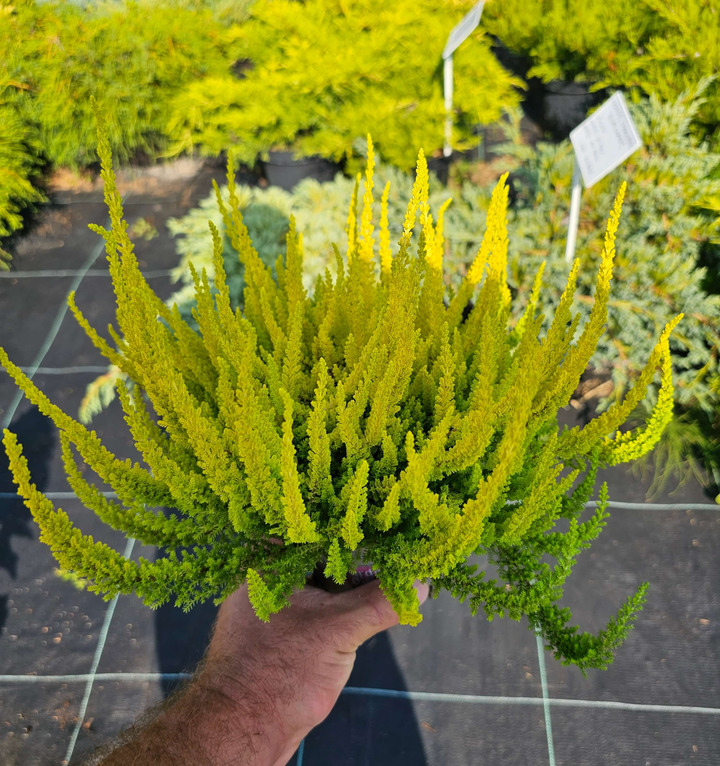 Viržis (Lot. Calluna Vulgaris) GARDEN GIRL ''ZELDA''-VIRŽIAI-DAUGIAMETĖS GĖLĖS