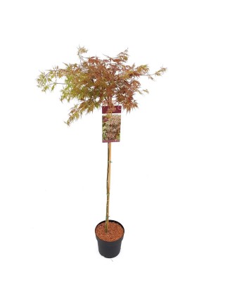 Klevas plaštakinis (Lot Acer pal.) 'Atropurpureum' C3/P19 KOTAS 40 CM-KLEVAI-MEDŽIAI