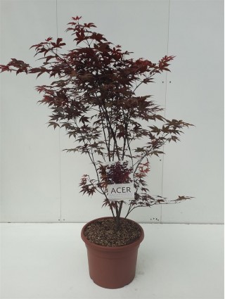 Klevas plaštakinis (Lot Acer pal.) 'Atropurpureum' C15 80-100 CM-KLEVAI-MEDŽIAI