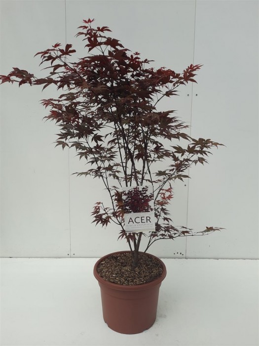 Klevas plaštakinis (Lot Acer pal.) 'Atropurpureum' C15 80-100 CM-KLEVAI-MEDŽIAI