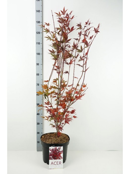 Klevas plaštakinis (Lot Acer pal.) 'Atropurpureum' C10 60-70 CM-KLEVAI-MEDŽIAI