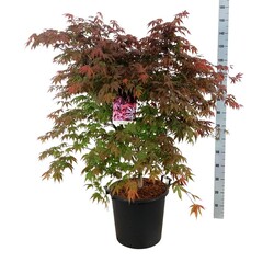 Klevas plaštakinis (Lot Acer pal.) 'Atropurpureum' C30 80-100 CM - nuotrauka 2