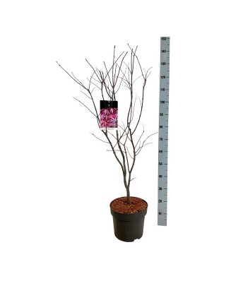 Klevas plaštakinis (Lot Acer pal.) 'Atropurpureum' C10 80-100 CM-KLEVAI-MEDŽIAI