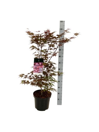 Klevas plaštakinis (Lot Acer pal.) 'Atropurpureum' C10 80-100 CM-KLEVAI-MEDŽIAI