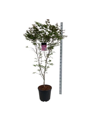 Klevas plaštakinis (Lot Acer pal.) 'Atropurpureum' C30 150-175CM-KLEVAI-MEDŽIAI