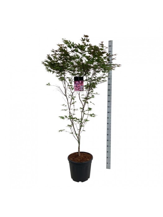 Klevas plaštakinis (Lot Acer pal.) 'Atropurpureum' C30 150-175CM-KLEVAI-MEDŽIAI