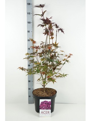 Klevas plaštakinis (Lot Acer pal.) 'Bloodgood' C10 60-70 CM-KLEVAI-MEDŽIAI