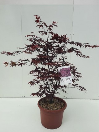 Klevas plaštakinis (Lot Acer pal.) 'Bloodgood' C15 80-100 CM-KLEVAI-MEDŽIAI