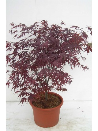 Klevas plaštakinis (Lot Acer pal.) 'Bloodgood' C15 80-100 CM-KLEVAI-MEDŽIAI