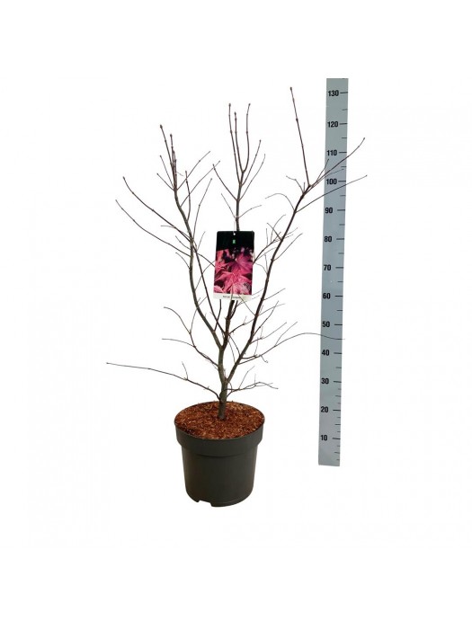 Klevas plaštakinis (Lot Acer pal.) 'Bloodgood' C10 80-100 CM-KLEVAI-MEDŽIAI