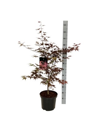 Klevas plaštakinis (Lot Acer pal.) 'Bloodgood' C10 80-100 CM-KLEVAI-MEDŽIAI