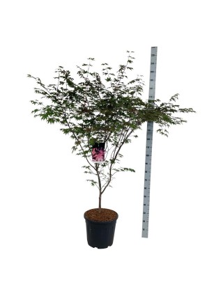 Klevas plaštakinis (Lot Acer pal.) 'Bloodgood' C30 150-175CM-KLEVAI-MEDŽIAI