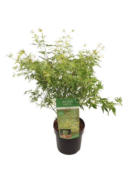 Klevas plaštakinis (Lot Acer pal.) 'Butterfly' C3/P19 30-40 CM-KLEVAI-MEDŽIAI
