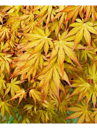 Klevas plaštakinis (Lot Acer pal.) 'Cascade Gold' C3/P19 KOTAS 40 CM-KLEVAI-MEDŽIAI