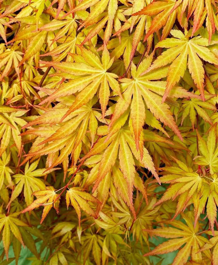 Klevas plaštakinis (Lot Acer pal.) 'Cascade Gold' C3/P19 KOTAS 40 CM-KLEVAI-MEDŽIAI