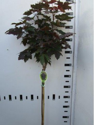 Klevas paprastasis (Lot Acer plat.) 'Crimson Sentry' C4/P21 KOTAS 60 CM-KLEVAI-MEDŽIAI