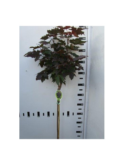 Klevas paprastasis (Lot Acer plat.) 'Crimson Sentry' C4/P21 KOTAS 60 CM-KLEVAI-MEDŽIAI