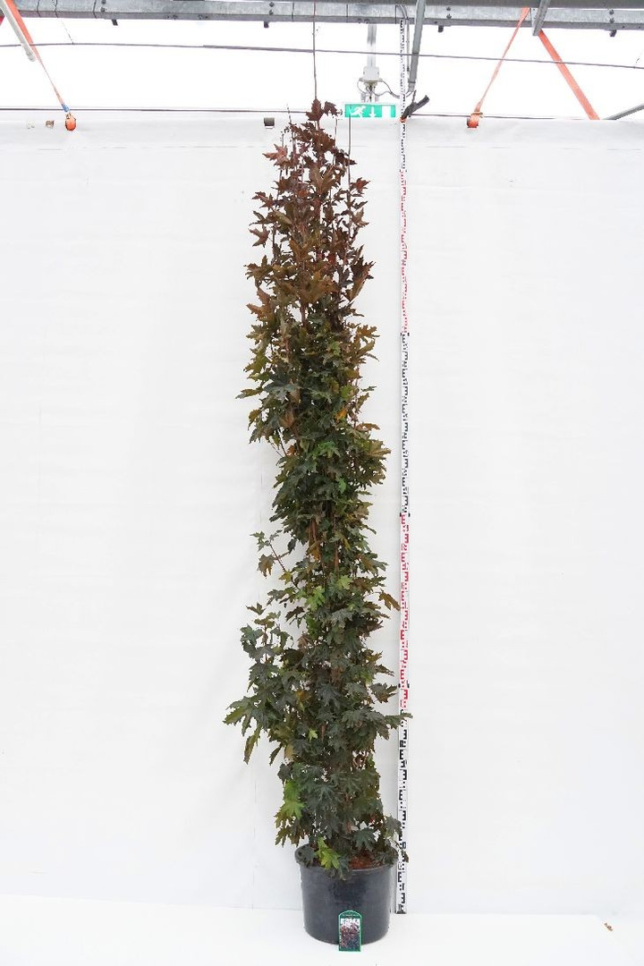Klevas paprastasis (Lot Acer plat.) 'Crimson Sentry' C50 KOTO APIMTIS 12-14 CM-KLEVAI-MEDŽIAI