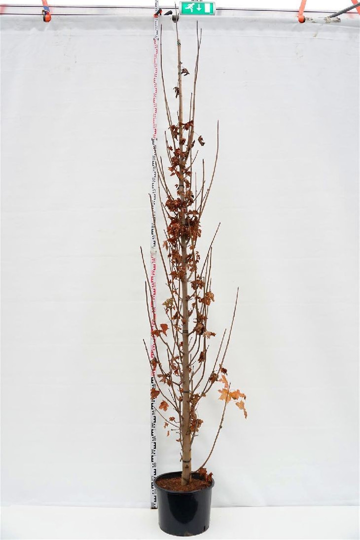 Klevas paprastasis (Lot Acer plat.) 'Crimson Sentry' C35 KOTO APIMTIS 12-14 CM-KLEVAI-MEDŽIAI