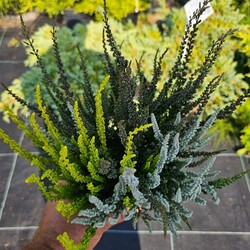 Viržis (Lot. Calluna Vulgaris) GARDEN GIRL SUNSET TRIO - nuotrauka 3
