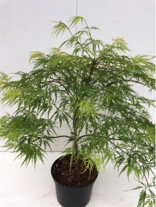 Klevas plaštakinis (Lot Acer pal.) 'Dissectum' C4/P21 40-50 CM-KLEVAI-MEDŽIAI