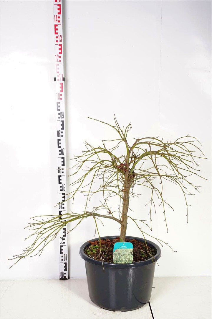 Klevas plaštakinis (Lot Acer pal.) 'Dissectum' C35 80-100 CM-KLEVAI-MEDŽIAI