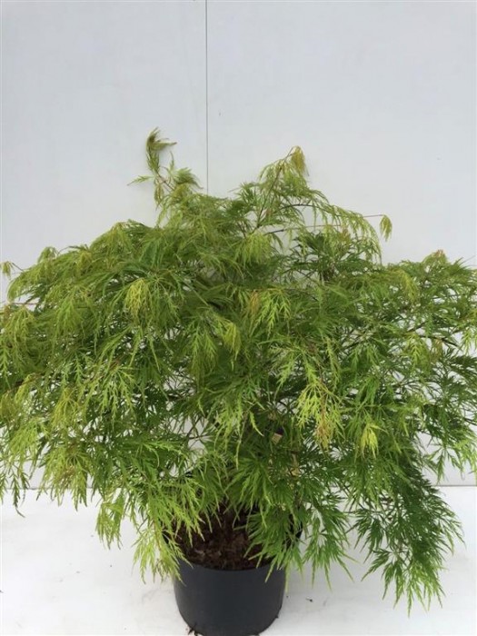 Klevas plaštakinis (Lot Acer pal.) 'Dissectum' C10 60/+ CM-KLEVAI-MEDŽIAI