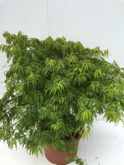 Klevas plaštakinis (Lot Acer pal.) 'Dissectum' C15 60-80 CM-KLEVAI-MEDŽIAI