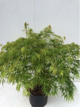 Klevas plaštakinis (Lot Acer pal.) 'Dissectum' C10 60/+ CM-KLEVAI-MEDŽIAI