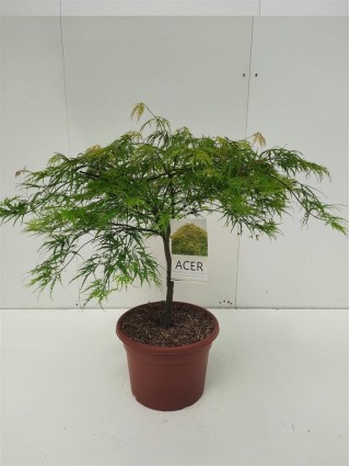 Klevas plaštakinis (Lot Acer pal.) 'Dissectum' C15 60-80 CM-KLEVAI-MEDŽIAI