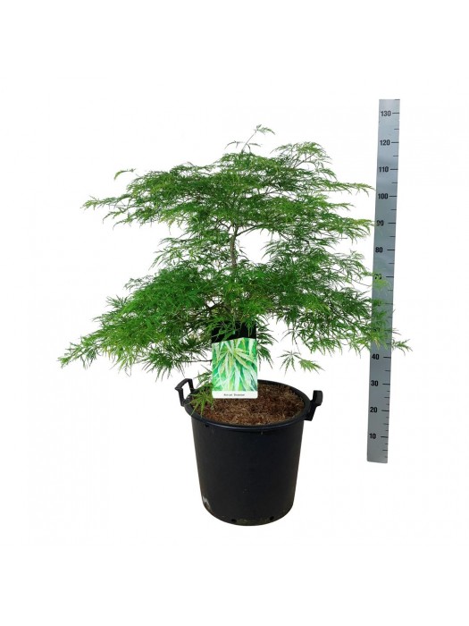 Klevas plaštakinis (Lot Acer pal.) 'Dissectum' C30 60-80 CM-KLEVAI-MEDŽIAI