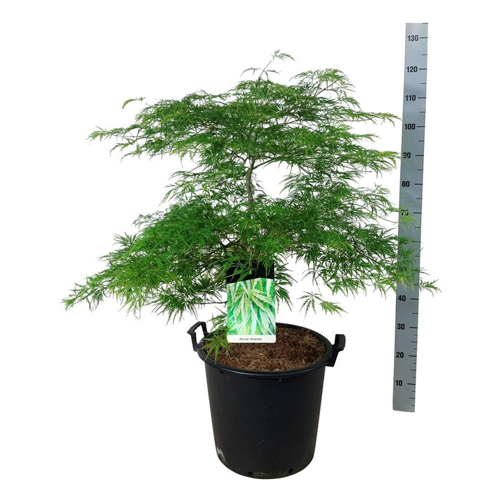 Klevas plaštakinis (Lot Acer pal.) 'Dissectum' C30 60-80 CM-KLEVAI-MEDŽIAI