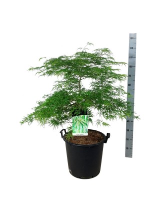 Klevas plaštakinis (Lot Acer pal.) 'Dissectum' C30 60-80 CM-KLEVAI-MEDŽIAI