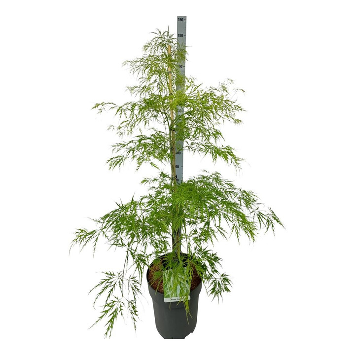 Klevas plaštakinis (Lot Acer pal.) 'Dissectum' C15 100-125 CM-KLEVAI-MEDŽIAI
