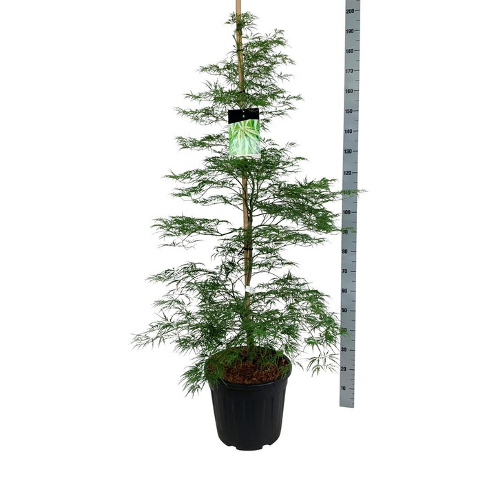 Klevas plaštakinis (Lot Acer pal.) 'Dissectum' C30 150-175CM-KLEVAI-MEDŽIAI