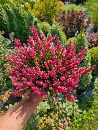 Viržis (Lot. Calluna Vulgaris) GARDEN GIRL "MATINA"-VIRŽIAI-DAUGIAMETĖS GĖLĖS