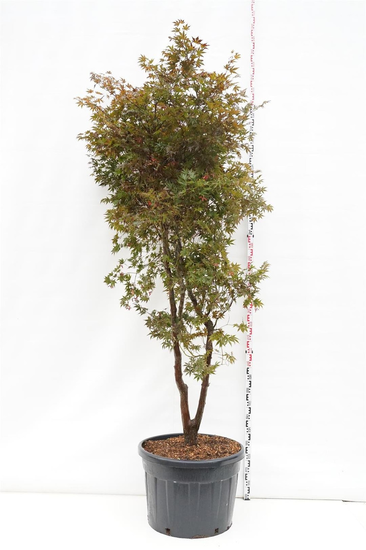Klevas plaštakinis (Lot Acer pal.) 'Fireglow' C160 250-300 CM-KLEVAI-MEDŽIAI