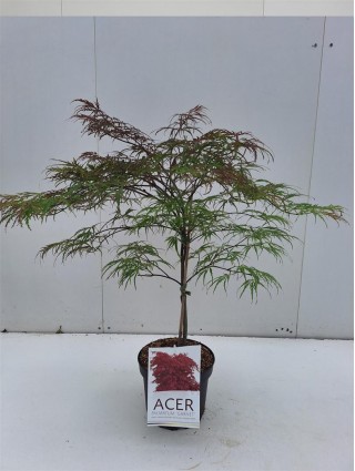 Klevas plaštakinis (Lot Acer pal.) 'Garnet' C4/P21 40-50 CM-KLEVAI-MEDŽIAI