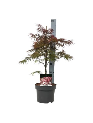 Klevas plaštakinis (Lot Acer pal.) 'Garnet' C5/P23 50-60 CM-KLEVAI-MEDŽIAI