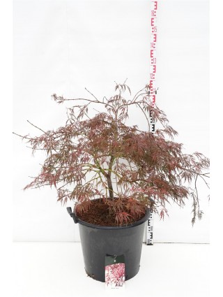 Klevas plaštakinis (Lot Acer pal.) 'Garnet' C55 80-100 CM-KLEVAI-MEDŽIAI