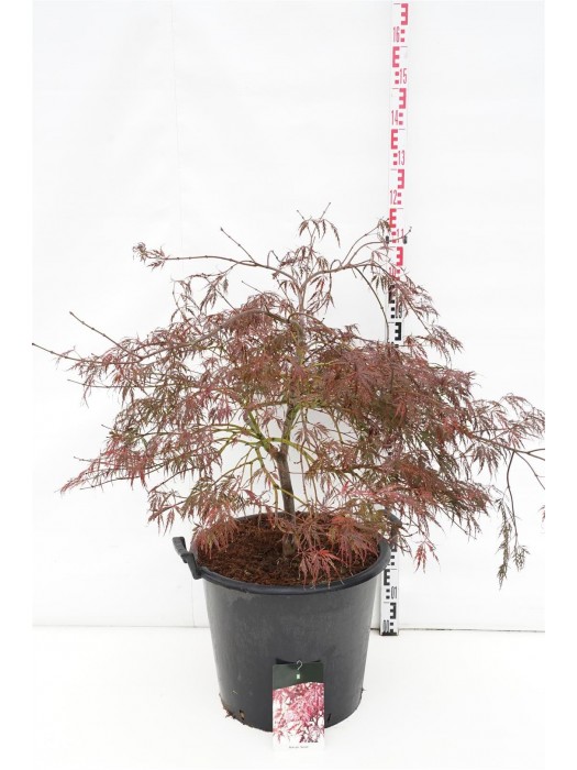 Klevas plaštakinis (Lot Acer pal.) 'Garnet' C55 80-100 CM-KLEVAI-MEDŽIAI