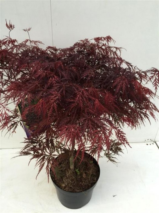 Klevas plaštakinis (Lot Acer pal.) 'Garnet' C10 60/+ CM-KLEVAI-MEDŽIAI