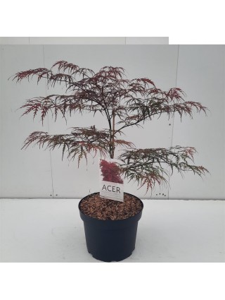 Klevas plaštakinis (Lot Acer pal.) 'Garnet' C10 60/+ CM-KLEVAI-MEDŽIAI