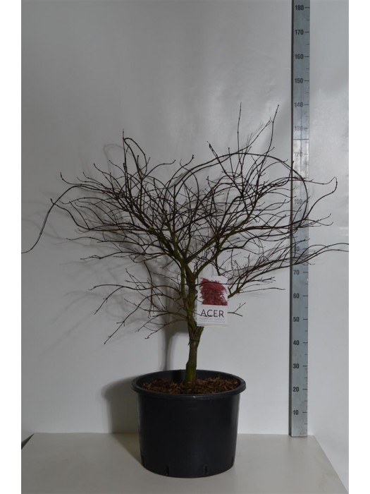 Klevas plaštakinis (Lot Acer pal.) 'Garnet' C35 80/+ CM-KLEVAI-MEDŽIAI